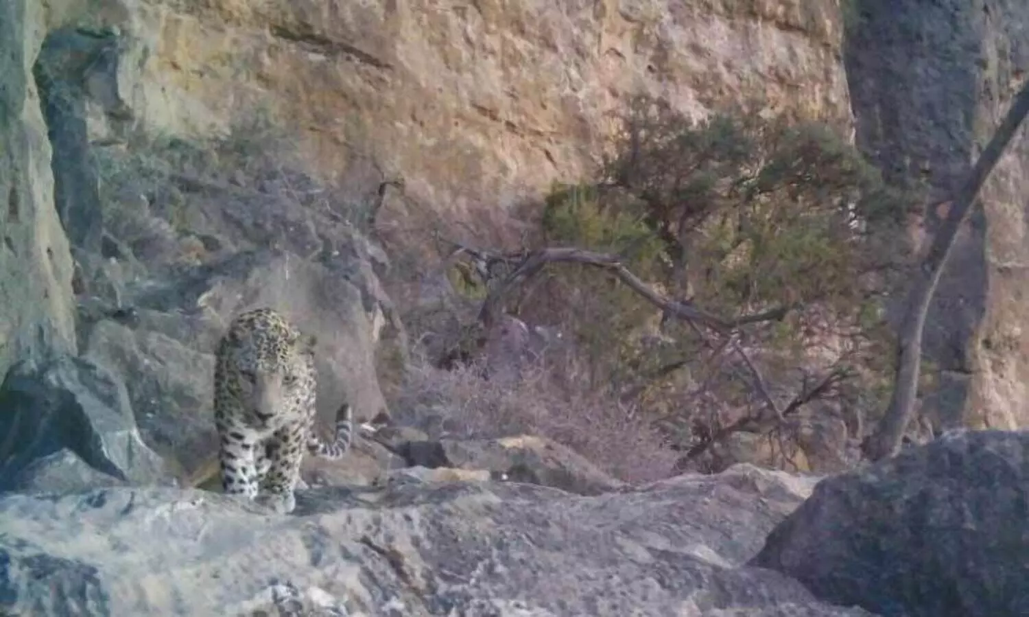 ലെ​വ​ൻ, പു​ലി​യ​ല്ല, പു​പ്പു​ലി​യാ​ണ്...