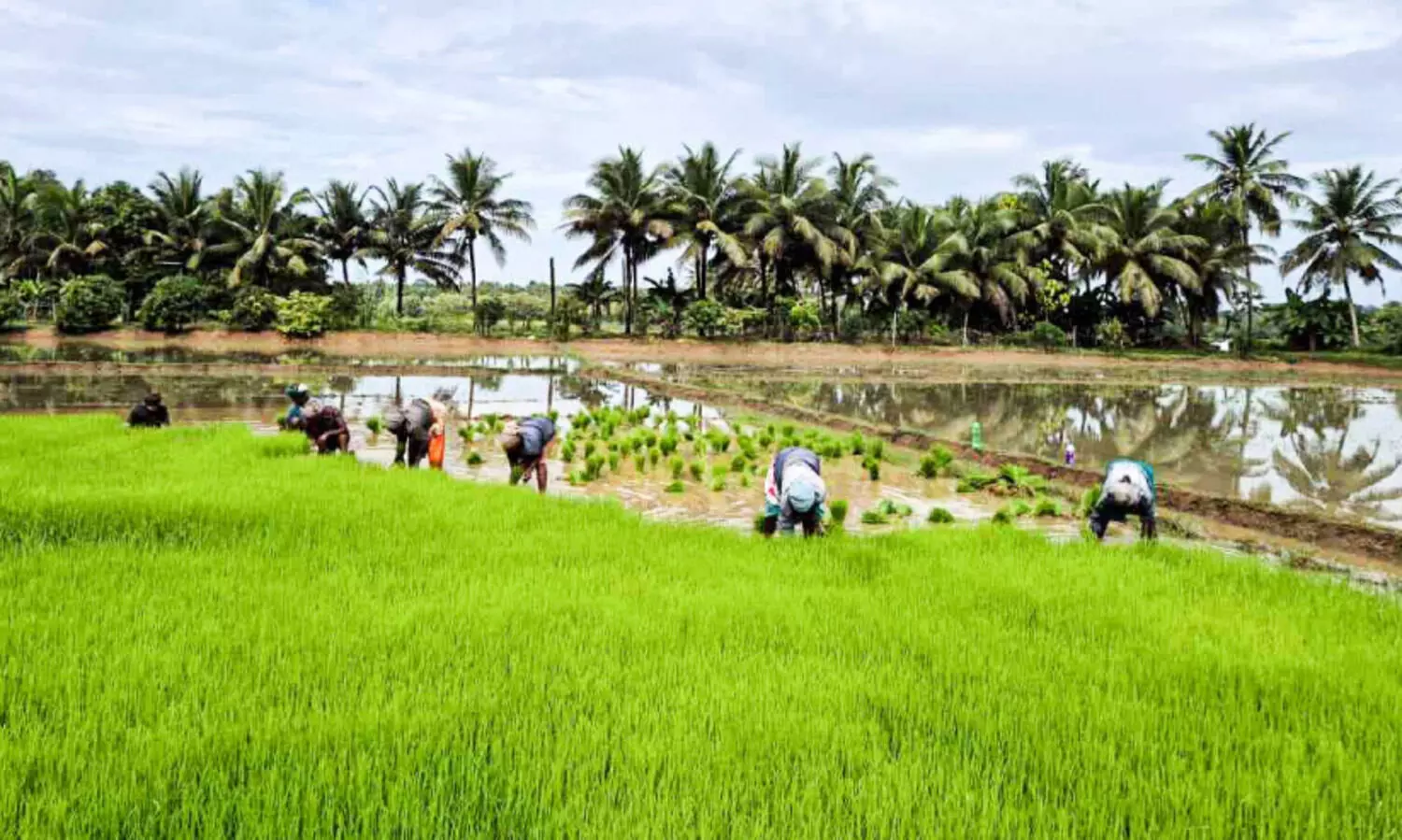 പാ​ര​മ്പ​ര്യം വീ​ണ്ടെ​ടു​ക്കാ​ൻ പൈ​തൃ​ക ക​ർ​ഷ​ക സം​ഘം; ര​ക്ത​ശാ​ലി നെ​ൽ​കൃ​ഷി ന​ടീ​ൽ തു​ട​ങ്ങി