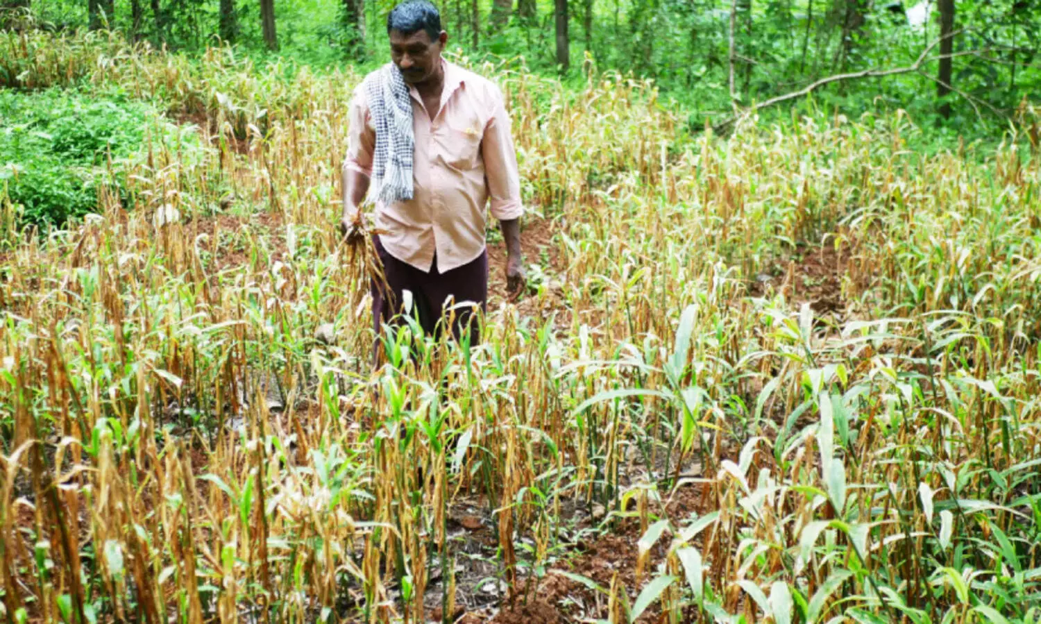 മ​ഞ്ഞ​ളി​പ്പ് രോ​ഗ​ബാ​ധ; മ​ല​യോ​ര​ത്തെ ഇ​ഞ്ചി​ ക​ർ​ഷ​ക​ർ ആ​ശ​ങ്ക​യി​ൽ