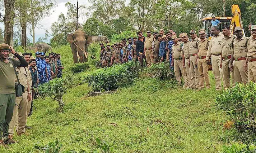 കാ​ട്ടാ​ന​യെ മ​യ​ക്കു​വെ​ടിവെ​ച്ച് പി​ടി​കൂ​ടി; മു​തു​മ​ല​യി​ലെ​ത്തി​ച്ച് മെ​രു​ക്കും