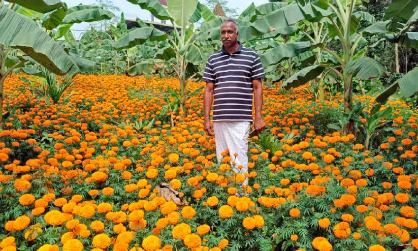 ചെ​ണ്ടു​മ​ല്ലി പൂ​ക്ക​ളാ​ൽ കാ​ട്ടു​പ​ന്നി ശ​ല്യം ഒ​ഴി​വാ​ക്കാം