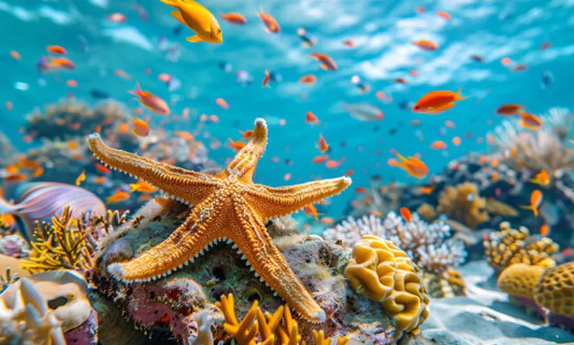 Sea creatures Sea creatures