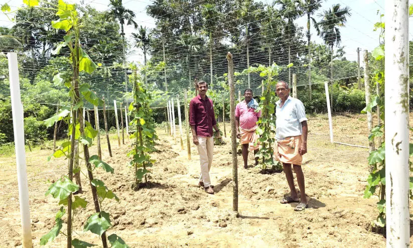 679 ഹെക്ടറിൽ കൂടി പച്ചക്കറി കൃഷി 679 ഹെക്ടറിൽ കൂടി പച്ചക്കറി കൃഷി