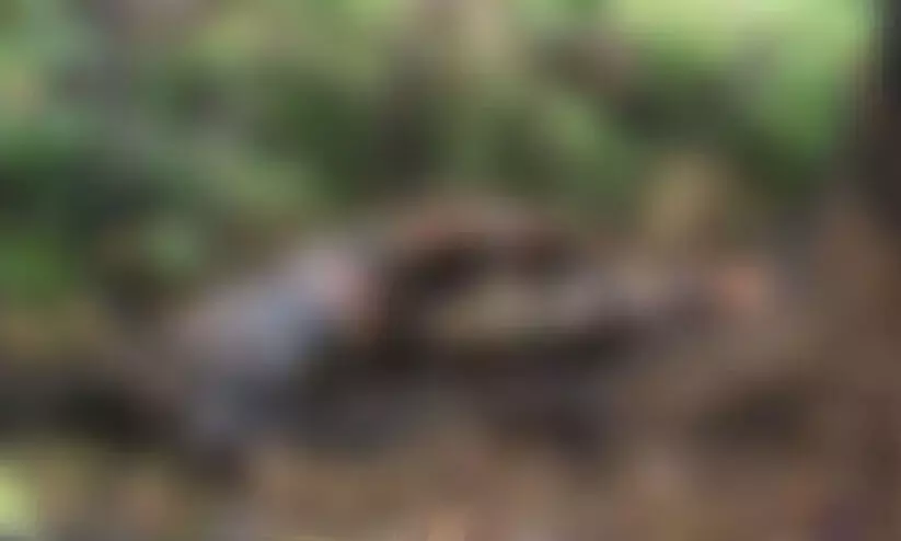 Punalur Dead Body