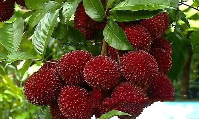 Pulasan Tree Roots കണ്ടാൽ റംബൂട്ടാൻ തന്നെ; തേനിനെക്കാൾ മധുരമുള്ള പുലാസാൻ | Pulasan fruit ...
