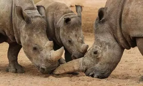 അ​ൽ​ഐ​ൻ മൃ​ഗ​ശാ​ല​യി​ൽ കാ​ണ്ടാ​മൃ​ഗ സം​ര​ക്ഷ​ണ പ​ദ്ധ​തി