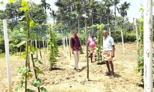 679 ഹെക്ടറിൽ കൂടി പച്ചക്കറി കൃഷി