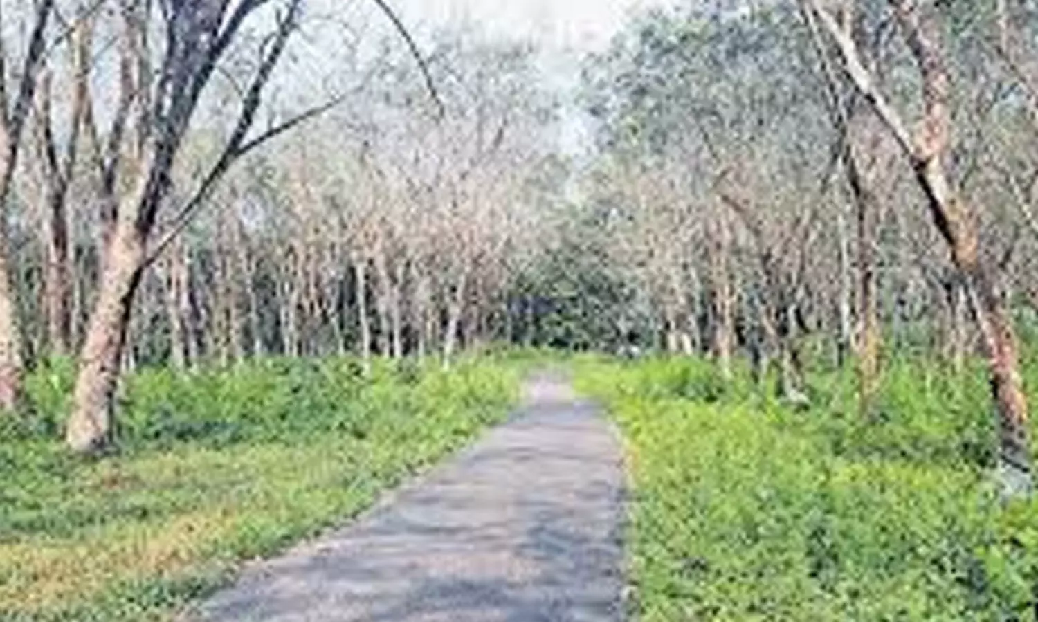 ശബരിമല വിമാനത്താവളം; വീണ്ടും കൊടുമൺ ഉയർത്തി ആക്ഷൻ കൗൺസിൽ