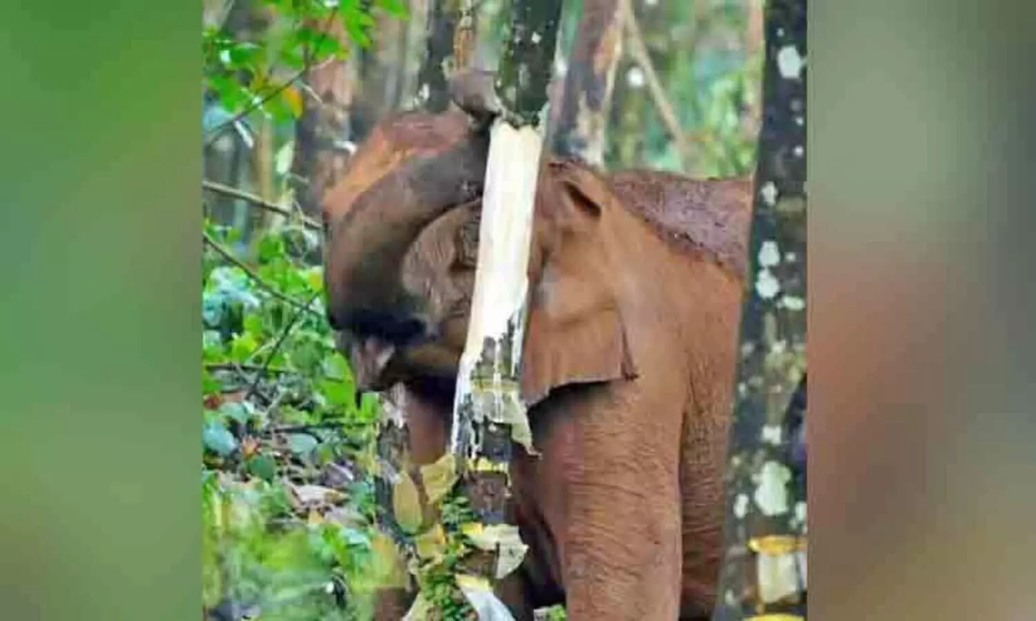 elephant attack in aralam farm