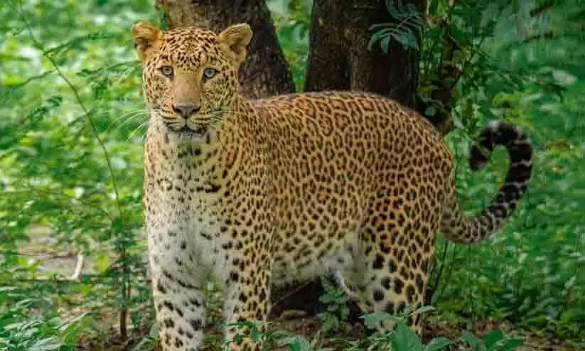 വീട്ടുമുറ്റത്ത് പുലി, തൊട്ടരികിൽ രണ്ടുവയസുകാരൻ; രക്ഷപ്പെട്ടത് തലനാരിഴക്ക്