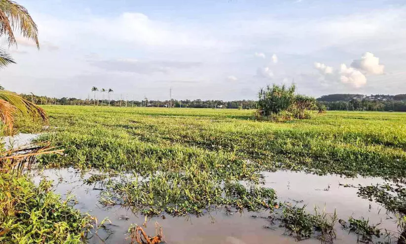 ഇൻഫോപാർക്ക് മൂന്നാം ഘട്ടം; പിടിമുറുക്കി റിയൽ എസ്റ്റേറ്റ് ലോബി