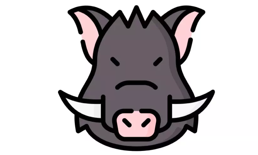 2022 മുതൽ ജില്ലയിൽ കൊന്നത് 157 കാട്ടുപന്നികളെ 2022 മുതൽ ജില്ലയിൽ കൊന്നത് 157 കാട്ടുപന്നികളെ