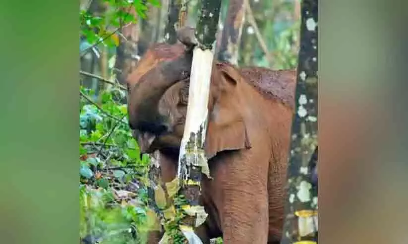 elephant attack in aralam farm elephant attack in aralam farm