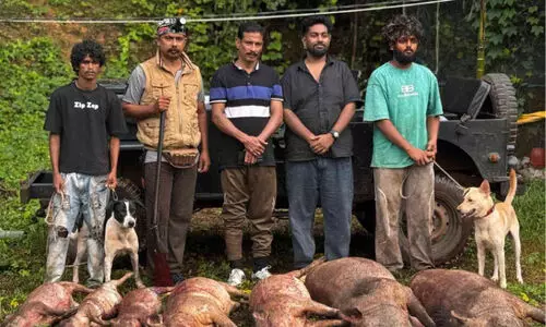 കാ​ട്ടു​പ​ന്നി​ക​ളെ വെ​ടി​വെ​ച്ച് കൊ​ല്ലാൻ കാമ്പയിൻ; ഷൂ​ട്ട​ര്‍മാ​ര്‍ കൊ​ന്നൊ​ടു​ക്കി​യ​ത് ഏ​ഴ് കാ​ട്ടു​പ​ന്നി​ക​ളെ​