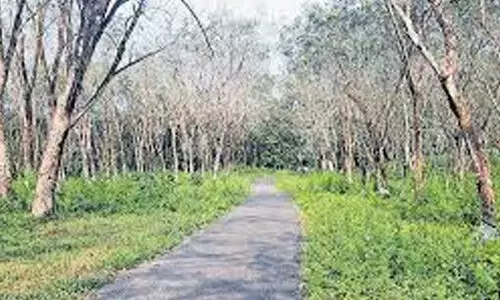 ശബരിമല വിമാനത്താവളം; വീണ്ടും കൊടുമൺ ഉയർത്തി ആക്ഷൻ കൗൺസിൽ