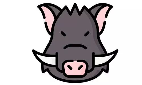 2022 മുതൽ ജില്ലയിൽ കൊന്നത്​ 157 കാട്ടുപന്നിക​ളെ