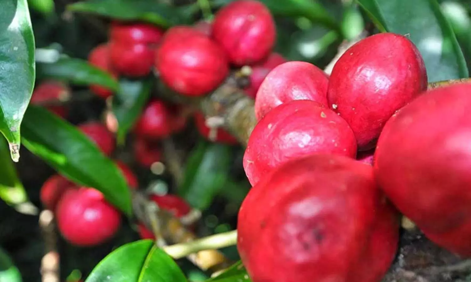 ദൈവത്തിന്റെ കിരീടം അഥവാ മക്കാട്ടോദേവ