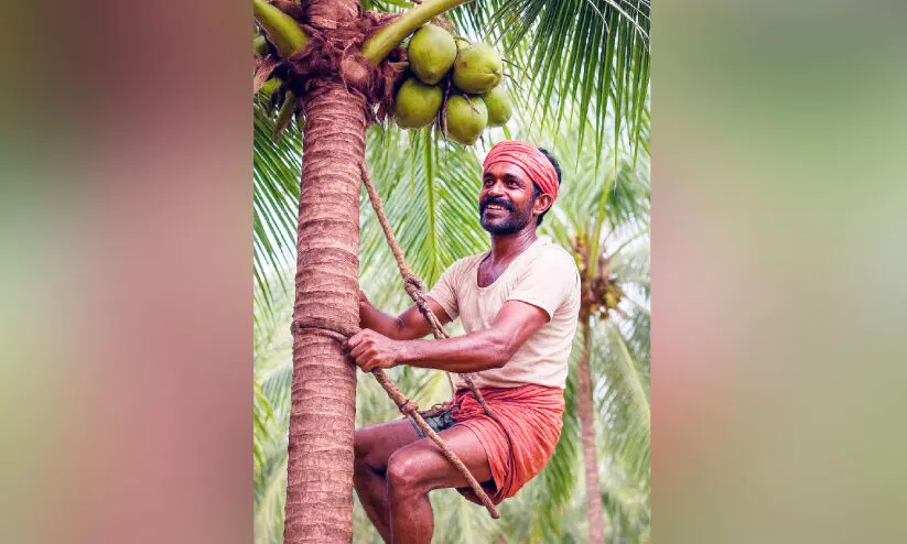 തൊ​ഴി​ലാ​ളി​ക്ഷാ​മം; കേ​ര​ക​ർ​ഷ​ക​ർ നി​രാ​ശ​യി​ൽ