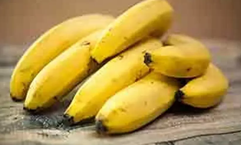 നേന്ത്രക്കായ വിലയിടിവ്; കർഷകർ സാമ്പത്തിക പ്രതിസന്ധിയിൽ നേന്ത്രക്കായ വിലയിടിവ്; കർഷകർ സാമ്പത്തിക പ്രതിസന്ധിയിൽ