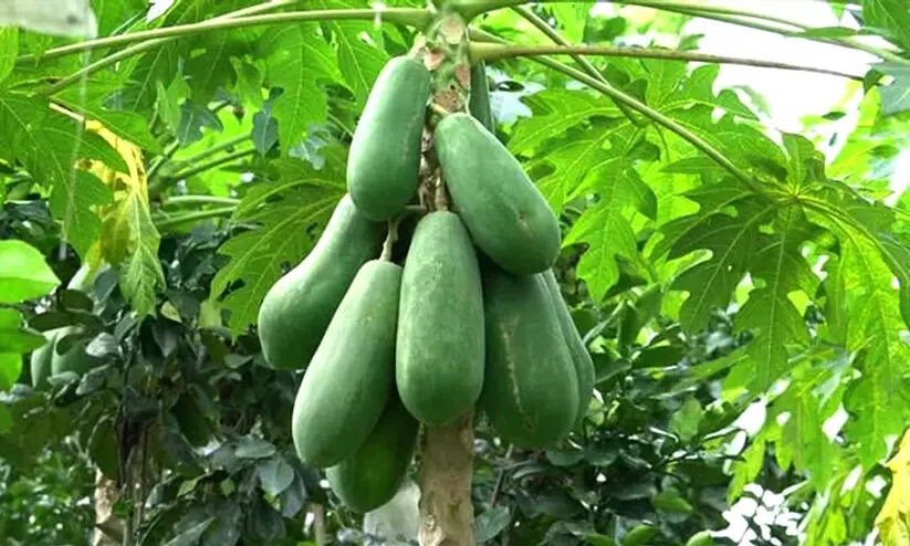 മികച്ച ലാഭം തരുന്ന പപ്പായക്കറ കൃഷി; വൻ ഡിമാൻഡ്!