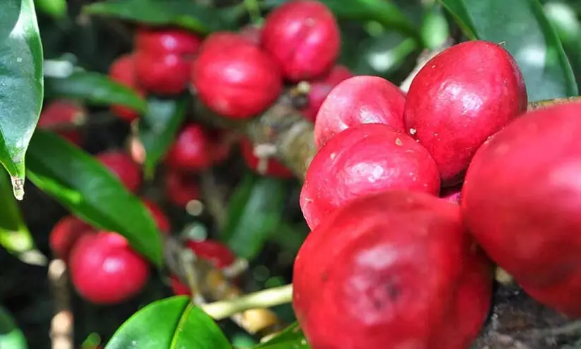 ദൈവത്തിന്റെ കിരീടം അഥവാ മക്കാട്ടോദേവ