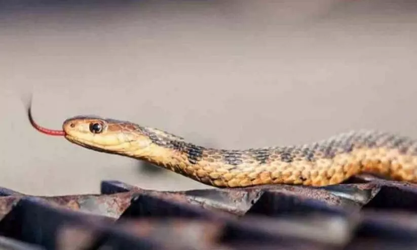 പൊതുജനാരോഗ്യ നിയമപ്രകാരമുള്ള രോഗങ്ങളുടെ പട്ടിക: പാമ്പുകടിയും ഉൾപ്പെടുത്തണമെന്ന് ഹൈകോടതി