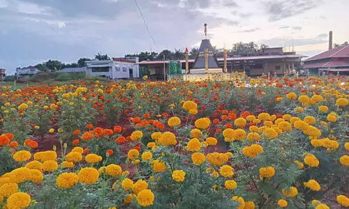 യു​ദ്ധ​സ്മാ​ര​ക​ത്തി​ൽ ചെ​ണ്ടു​മ​ല്ലി വ​സ​ന്തം