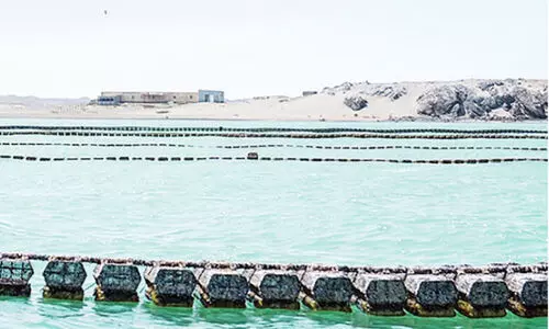 ഒ​മാ​നി​ലെ ആ​ദ്യ മു​ത്തു​ച്ചി​പ്പി ഫാം ​മ​സി​റ​യി​ൽ തു​ട​ങ്ങി