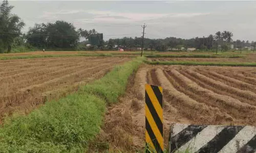 സപ്ലൈകോ നെല്ല് സംഭരണം ഇത്തവണയും പാളി;  നട്ടംതിരിഞ്ഞ് കർഷകർ