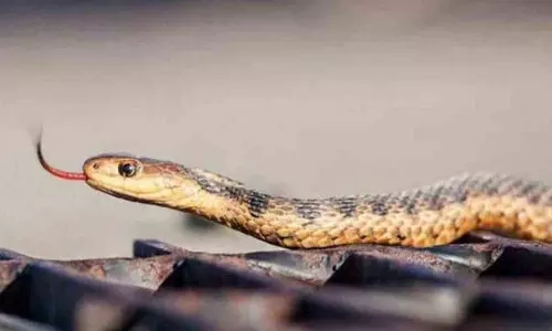 പൊതുജനാരോഗ്യ നിയമപ്രകാരമുള്ള രോഗങ്ങളുടെ പട്ടിക: പാമ്പുകടിയും ഉൾപ്പെടുത്തണമെന്ന് ഹൈകോടതി