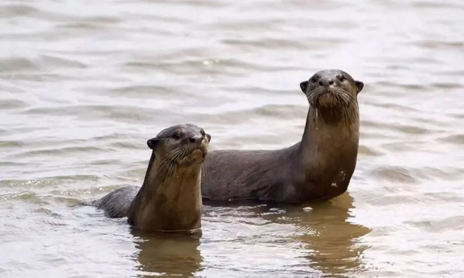 പൊയ്യയിൽ നീർനായ് ശല്യം രൂക്ഷം
