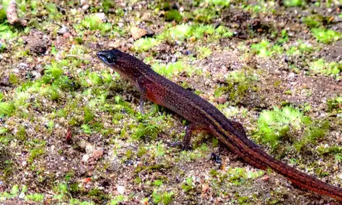 ആ​റ​ളം, കൊ​ട്ടി​യൂ​ർ വ​ന്യ​ജീ​വി സ​ങ്കേ​ത​ങ്ങ​ളി​ൽ അ​പൂ​ർ​വ​യി​നം പ​ല്ലി​ക​ളെ ക​ണ്ടെ​ത്തി