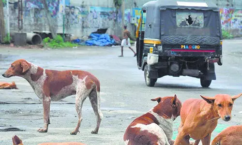പട്ടണക്കാട്ട്​ ഒമ്പത്​ പേരെ തെരുവുനായ്​ ആക്രമിച്ചു