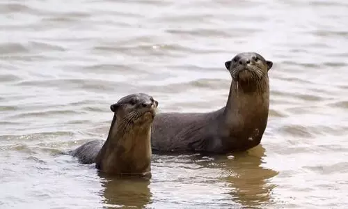 പൊയ്യയിൽ നീർനായ് ശല്യം രൂക്ഷം