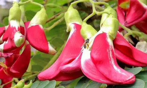 ചുവന്ന അഗത്തി