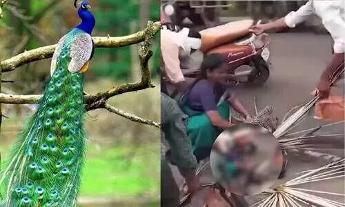 ‘കൊടും ക്രൂരത, രക്ഷിക്കാമായിരുന്നില്ലേ.?’ അപകടത്തിൽ പെട്ട മയിൽ വേദനയിൽ പിടയുന്നതിനിടെ പീലി ശേഖരിക്കാൻ നാട്ടുകാർ, സമൂഹമാധ്യമങ്ങളിൽ രൂക്ഷ വിമർശനം