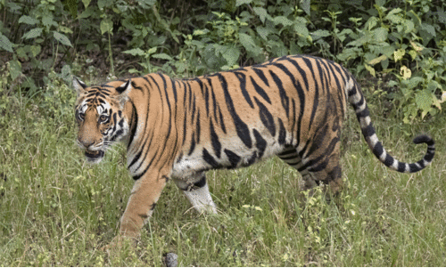 Human-wildlife conflict,Animal tracking,Forest patrol,Tiger movement,Safety measures, മങ്കട, കടുവ,പുലി,വനംവകുപ്പ്