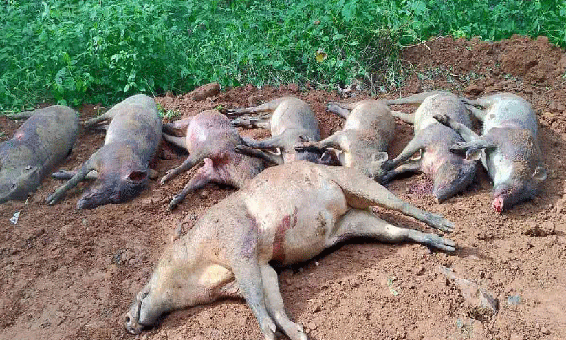 Panchayat,Wild‑boar,Culling,Wildlife,Authority, പഞ്ചായത്ത്,കാട്ടുപന്നി, വേട്ട