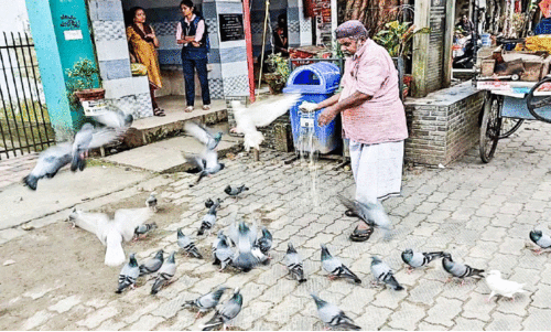 Flocks,Pigeons,Waiting,Pareeth,Arrival,പ്രാവ്, പരീത്,ഉടുമ്പന്നൂർ