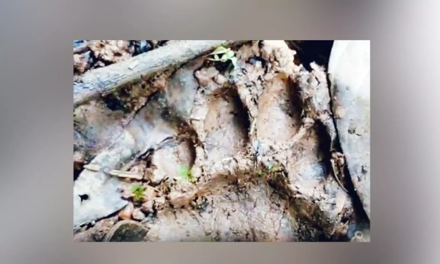 പു​ലി ഭീ​തി​യി​ൽ ചീ​രാ​ൽ ടൗ​ണും