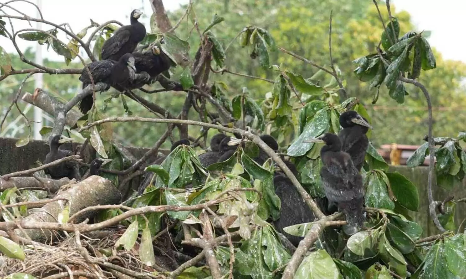 hundreds of migratory birds lost abode after municipality cuting down the tree branches