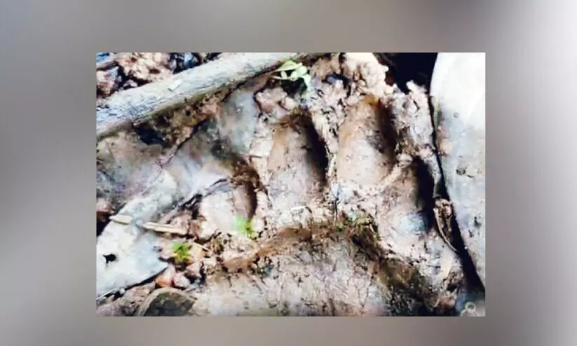 പുലി ഭീതിയിൽ ചീരാൽ ടൗണും പുലി ഭീതിയിൽ ചീരാൽ ടൗണും