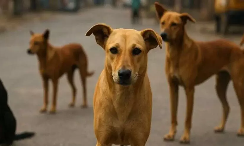 ഒ​റ്റ​പ്പാ​ല​ത്ത് തെ​രു​വുനാ​യ് ആ​ക്ര​മ​ണം വ്യാ​പ​കം