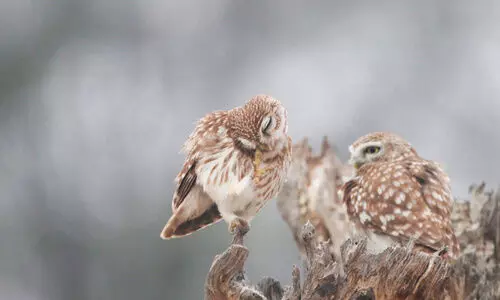 ബുറൈമിയിലെ മൂങ്ങകൾ; ഫീൽഡ് സർവേയുമായി പരിസ്ഥിതി അതോറിറ്റി