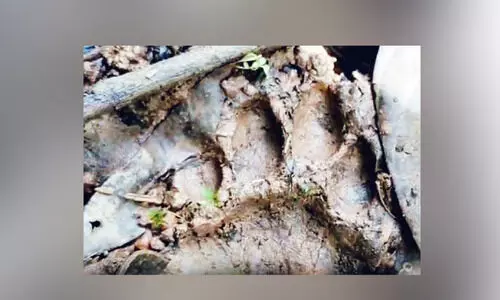 പു​ലി ഭീ​തി​യി​ൽ ചീ​രാ​ൽ ടൗ​ണും