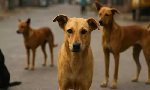 ഒ​റ്റ​പ്പാ​ല​ത്ത് തെ​രു​വുനാ​യ് ആ​ക്ര​മ​ണം വ്യാ​പ​കം