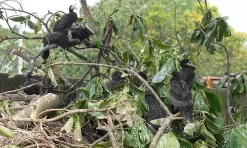 hundreds of migratory birds lost abode after municipality cuting down the tree branches