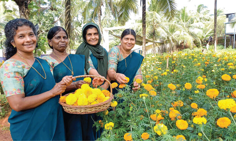 പൊന്മുണ്ടത്ത് വൈകിയെത്തിയ ചെണ്ടുമല്ലി പൂക്കാലം പൊന്മുണ്ടത്ത് വൈകിയെത്തിയ ചെണ്ടുമല്ലി പൂക്കാലം