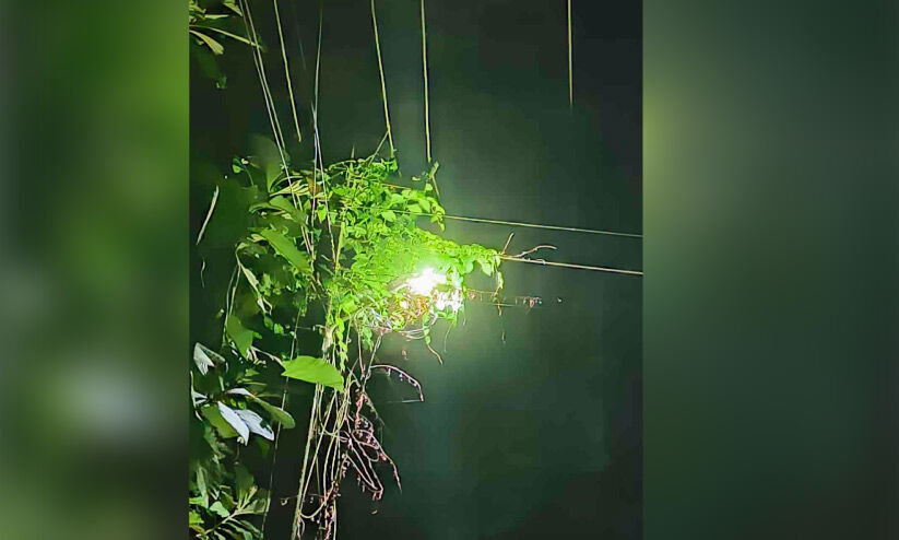 മലയോര പ്രദേശങ്ങളിലെ തെരുവ് വിളക്കുകളിൽ വള്ളിപ്പടർപ്പുകൾ മലയോര പ്രദേശങ്ങളിലെ തെരുവ് വിളക്കുകളിൽ വള്ളിപ്പടർപ്പുകൾ