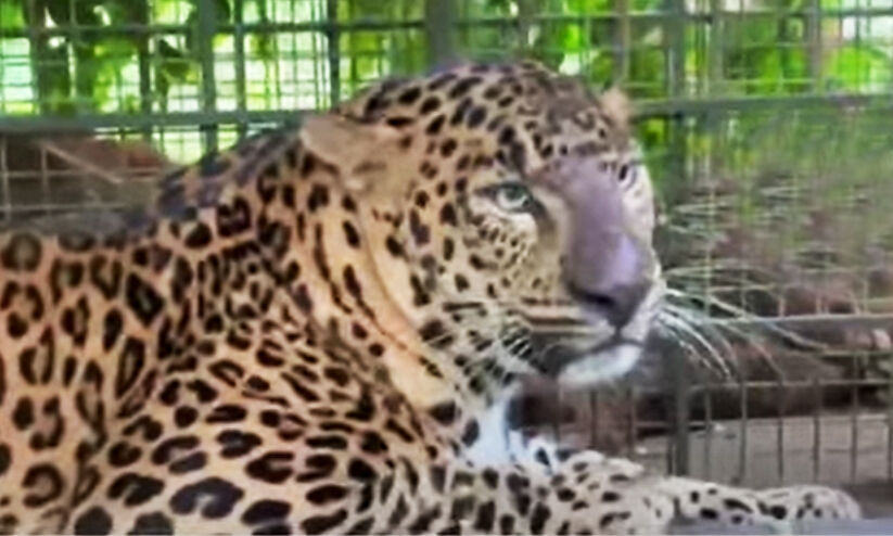 leopard in Wayanad, Chiral leopard in Wayanad, Chiral